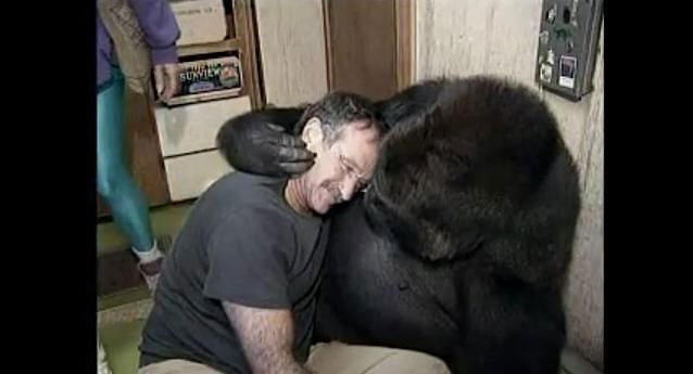 Robin Williams, l'uomo che faceva ridere i gorilla [video]