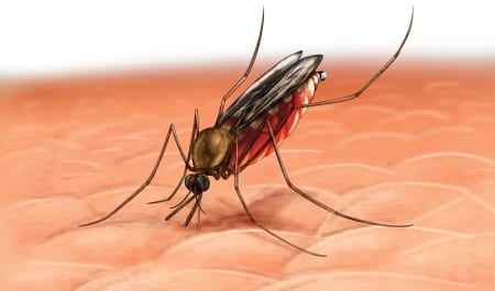 Droni nuova arma contro le zanzare, trappole volanti anti-epidemie  