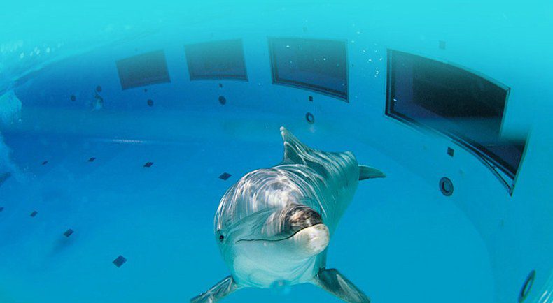 Stop agli spettacoli con delfini nel parco divertimenti più grande d'Italia