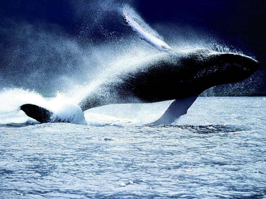 Caccia alle balene sospesa. La nave giapponese si ritira