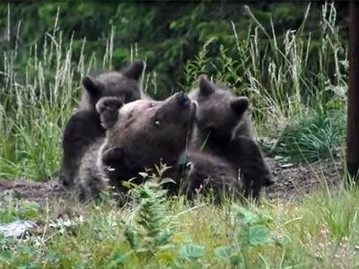 Trentino, Forestale: “No a imbracciare i fucili contro l’orso”