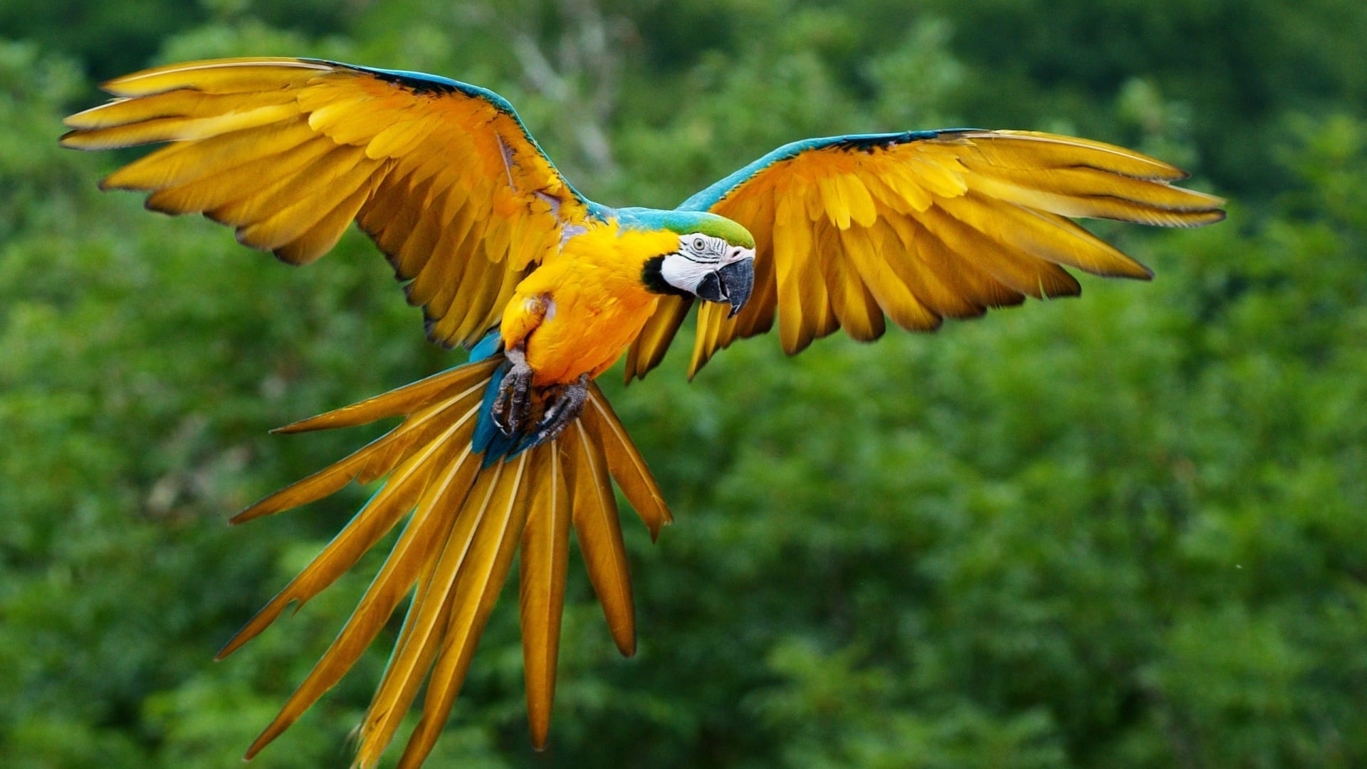 A Bussolengo inaugurata la voliera-foresta più grande d’Italia pensata per salvaguardare quattro specie di pappagalli a rischio estinzione