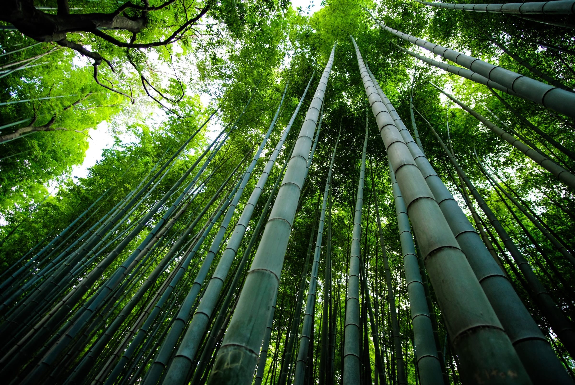 La più grande foresta di bambù in Italia sarà in Toscana