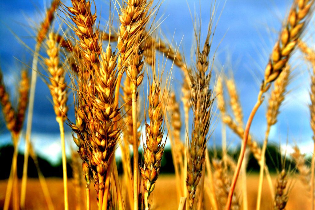 Cosa prevedono gli accordi sul grano