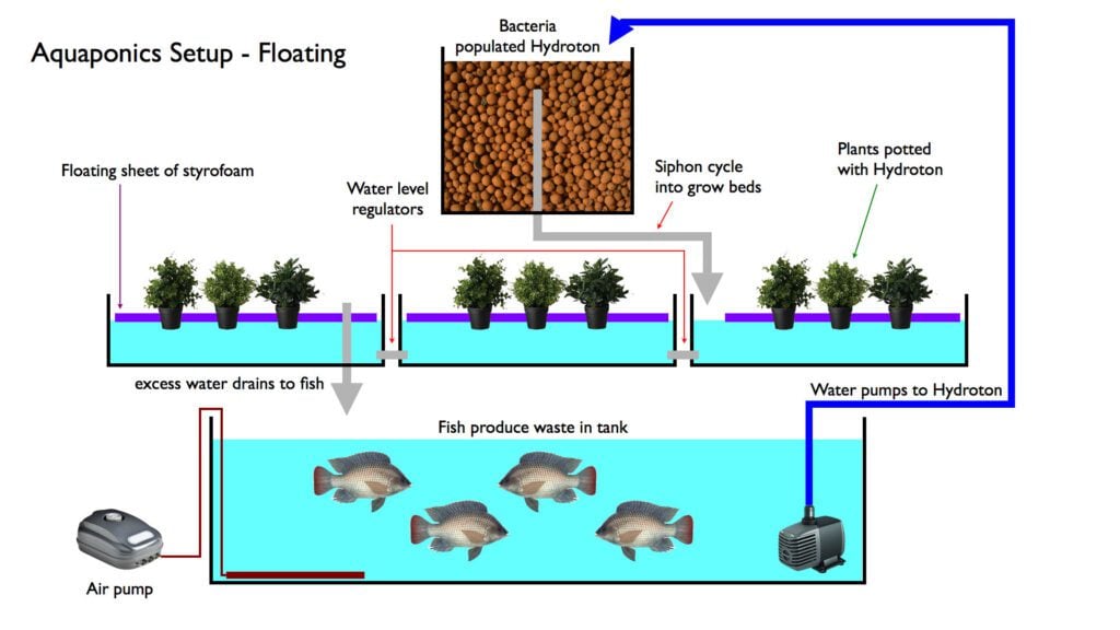 Ciclo di un impianto acquaponico con pompa dell'acqua, vasca per i pesci e piante.