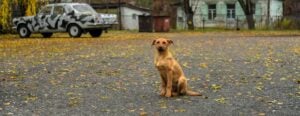 Le mutazioni nei geni dei cani di Chernobyl li adatta alle radiazioni Jorge Franganillo - Chernobyl CC BY 2.0 Flickr - https://www.flickr.com/photos/franganillo/38365891522