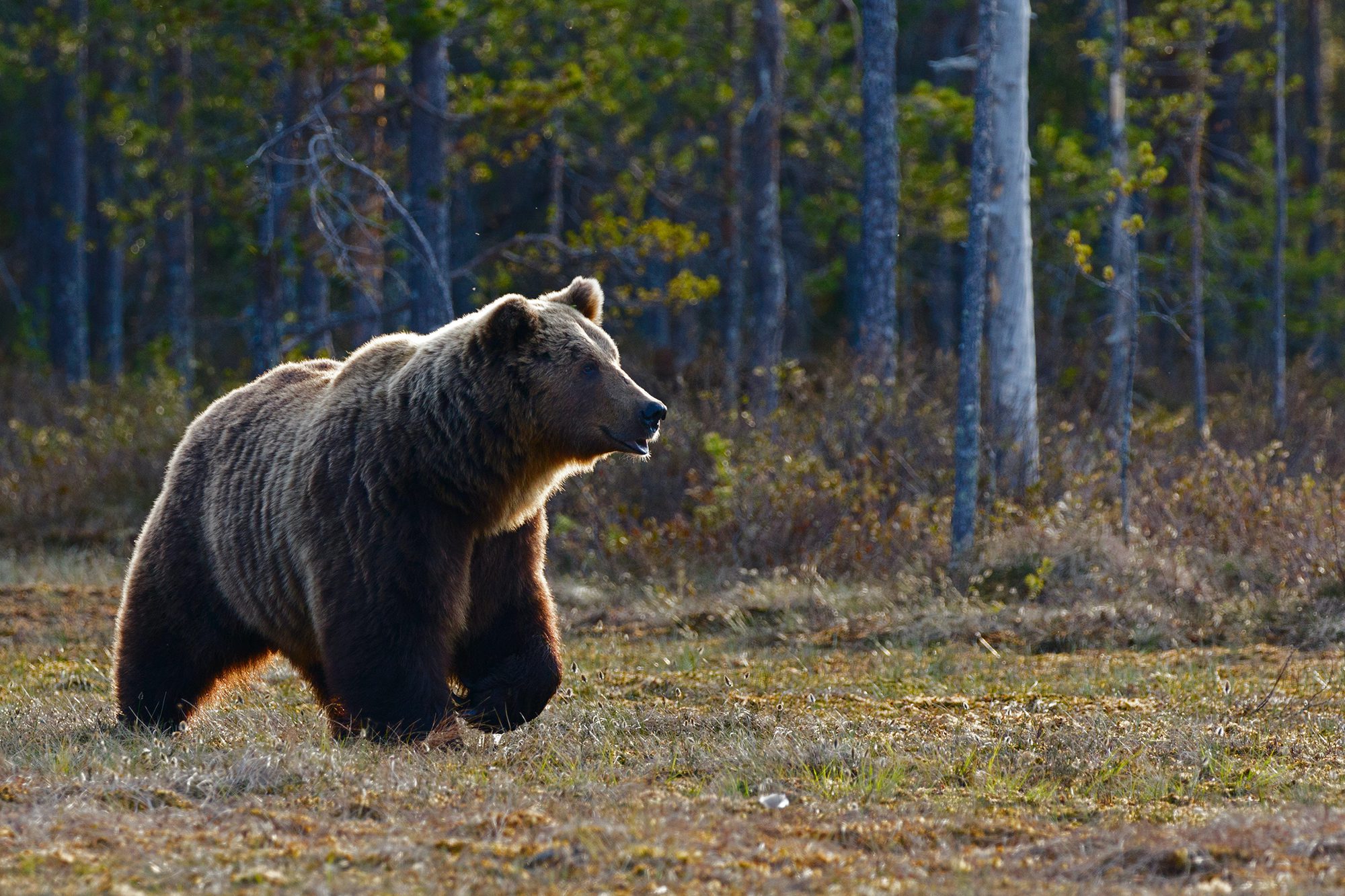 Rapporto uomo natura: è possibile una convivenza pacifica con gli orsi?