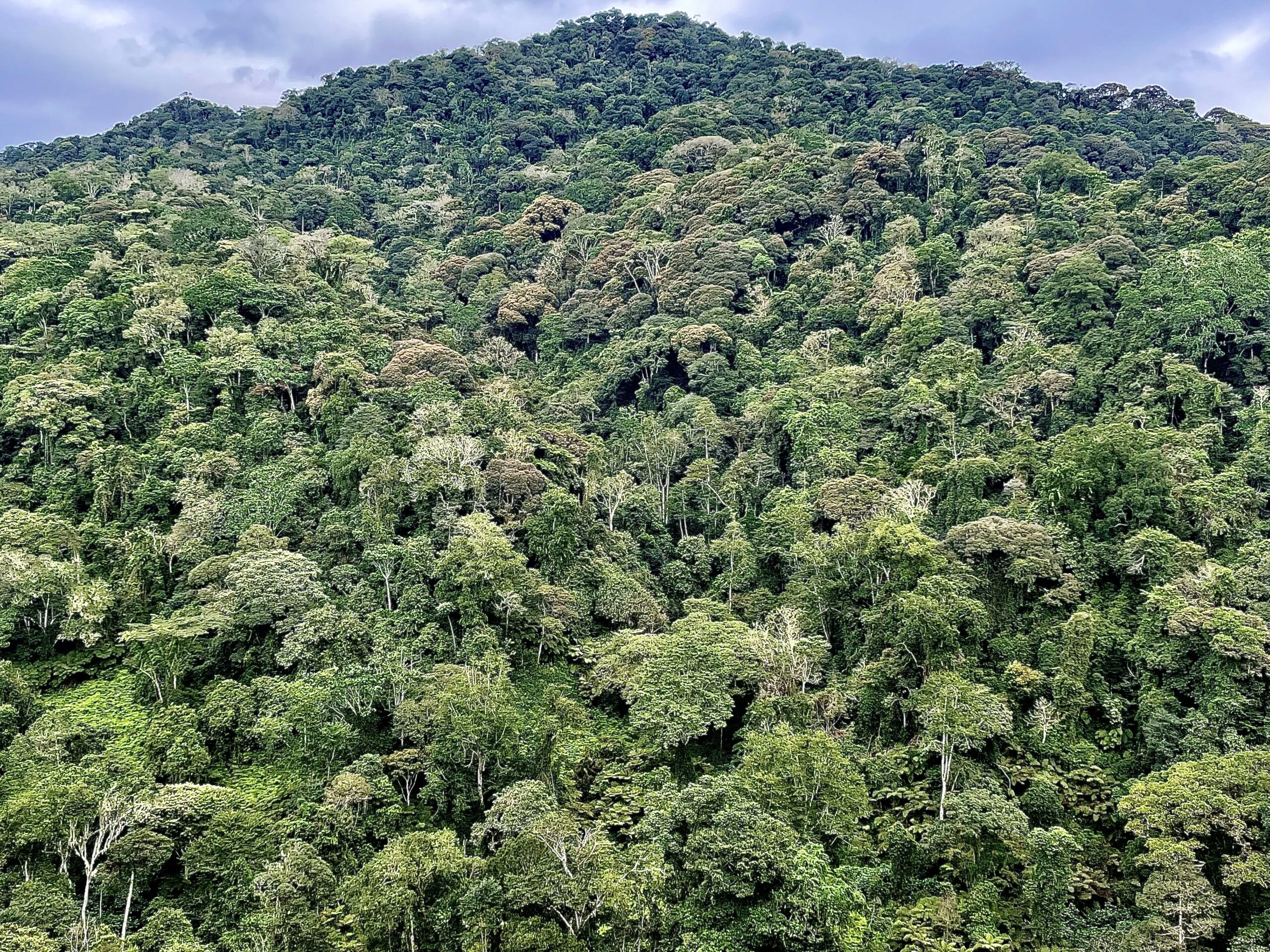 La riforestazione ha un impatto su ambiente, società ed economia