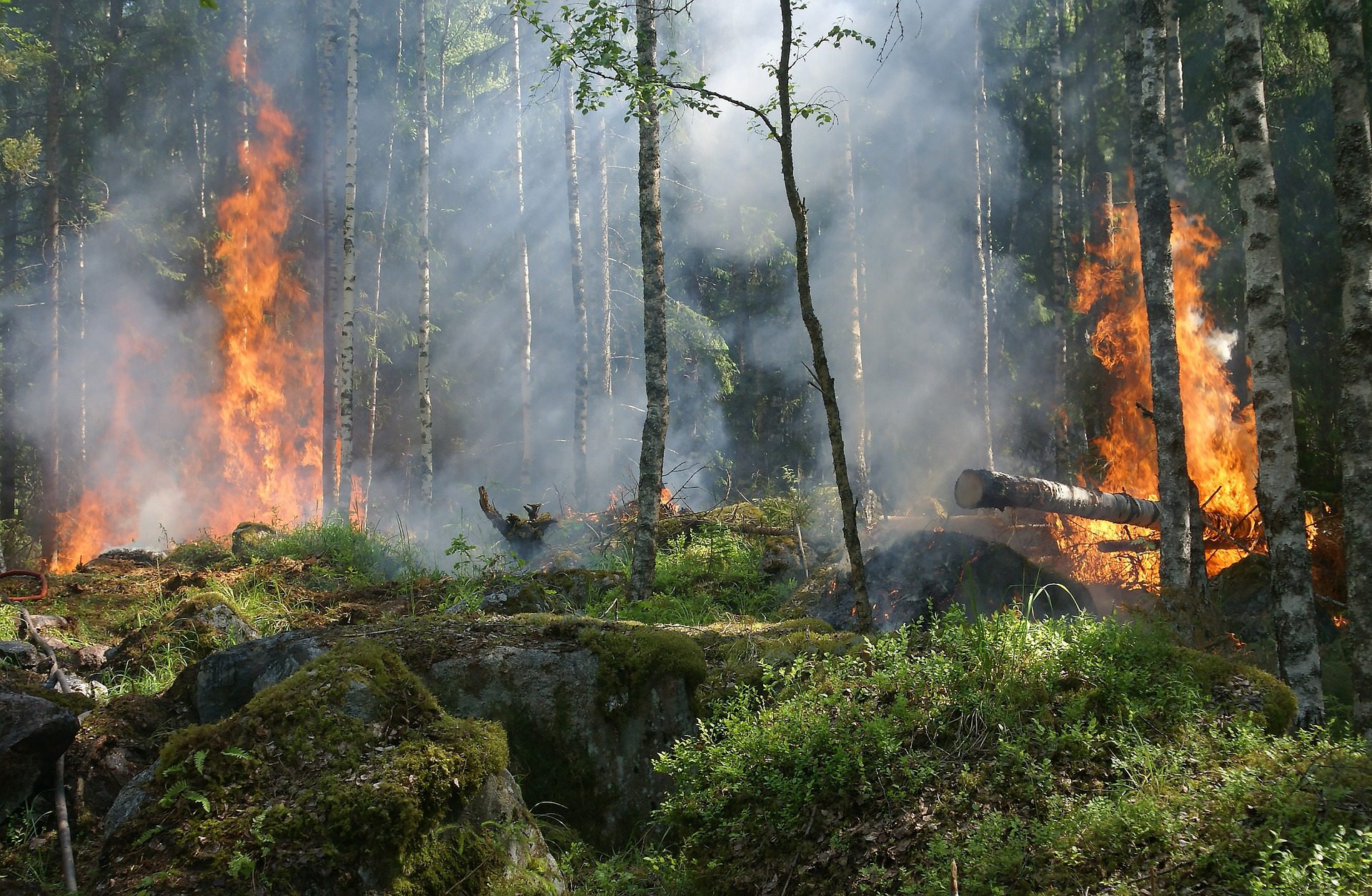 Incendi boschivi: i nuovi progetti italiani per prevenirli