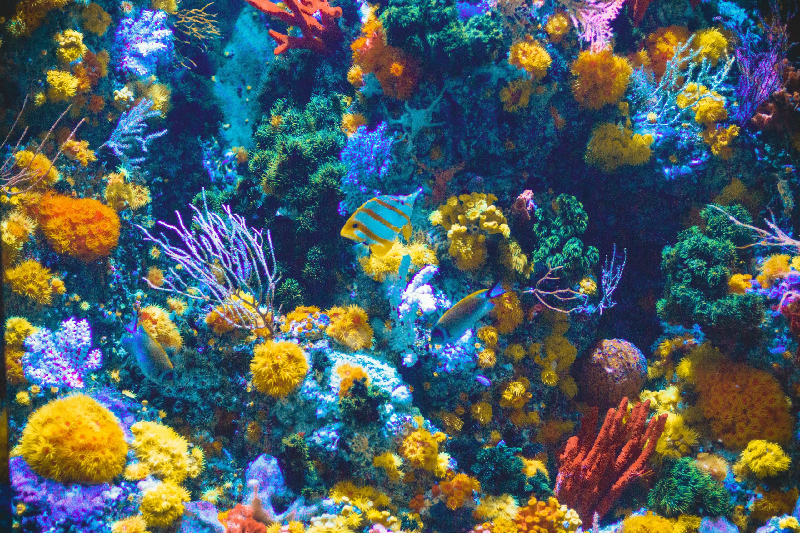 Le barriere coralline: scienza e tecnica per il loro ripopolamento