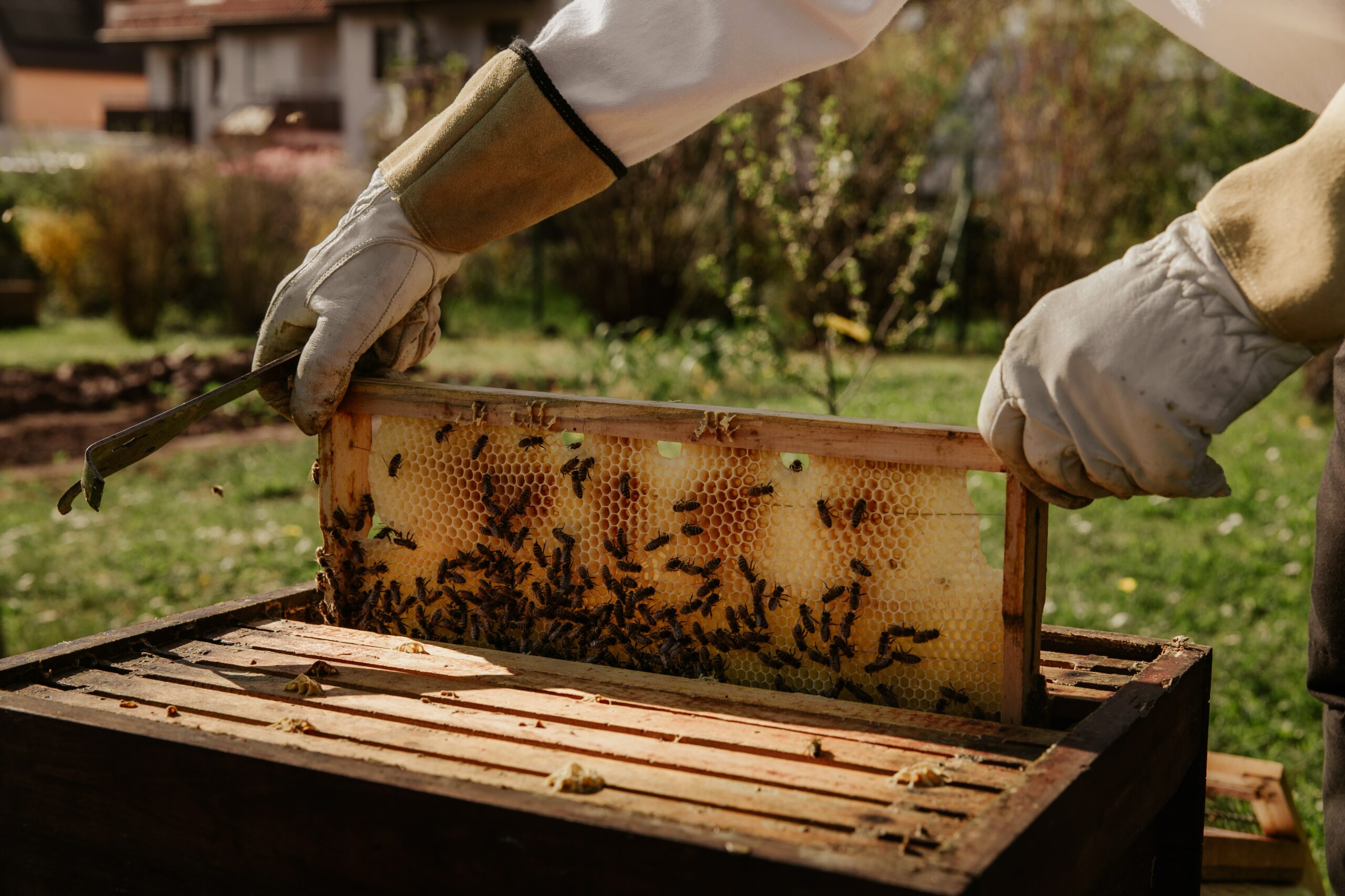 Bee-tourism, la nuova tendenza del turismo green passa dalle api