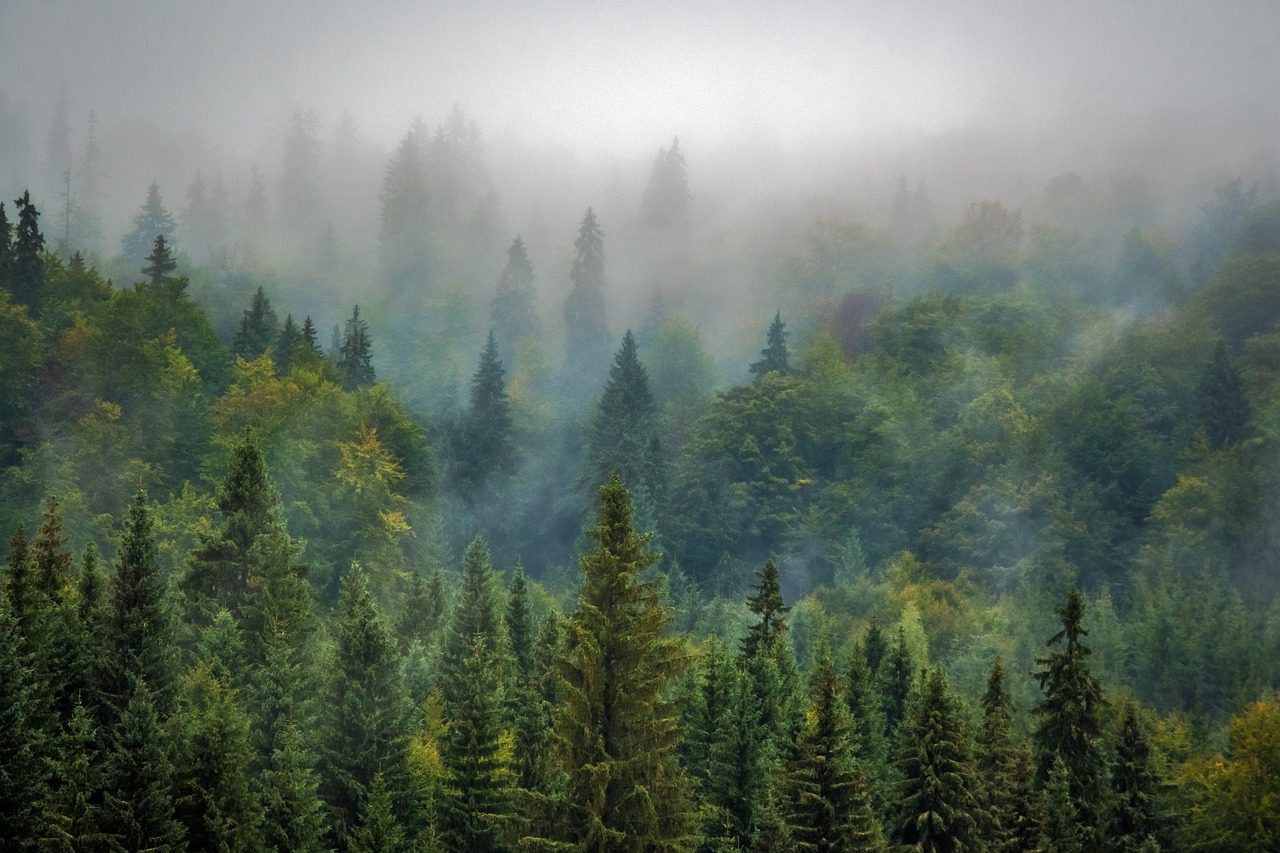 Riforestazione del pianeta: quando l’innovazione prende spunto direttamente dalla natura