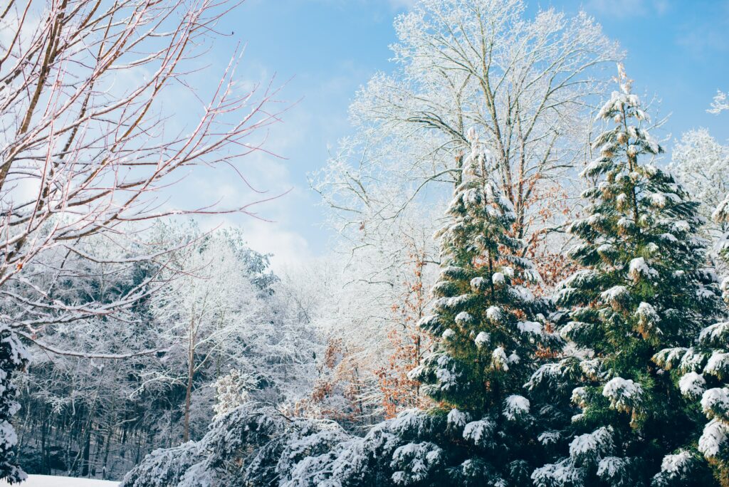 Profumo di Natale: gli odori che rievocano emozioni positive. Paesaggio invernale con alberi innevati (Unsplash - Ian Schneider).