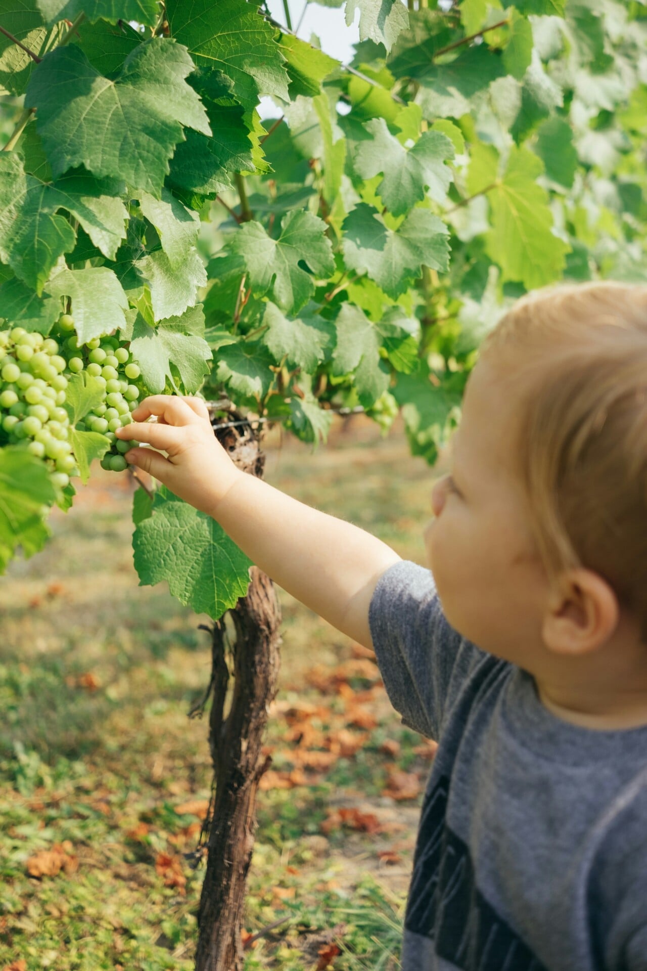 Dalla vendemmia al vino, i benefici dell’uva per la salute