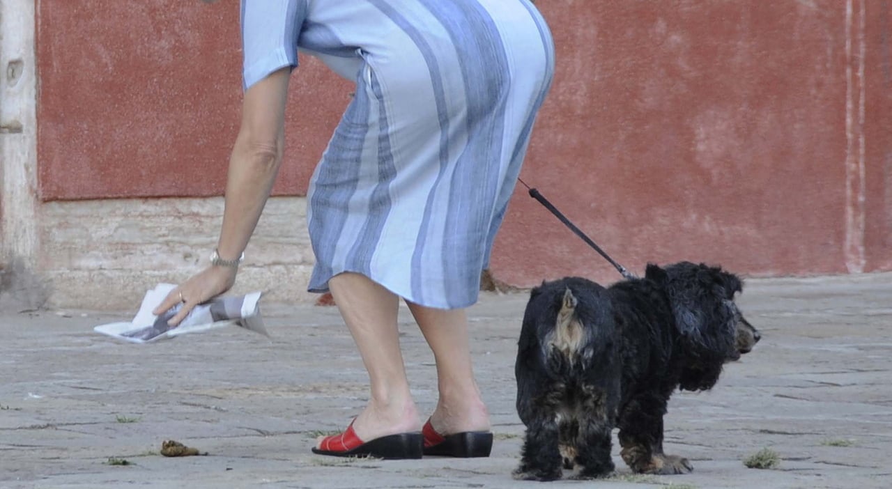 Non hai raccolto la cacca del tuo cane? Il Comune te la rispedisce a casa