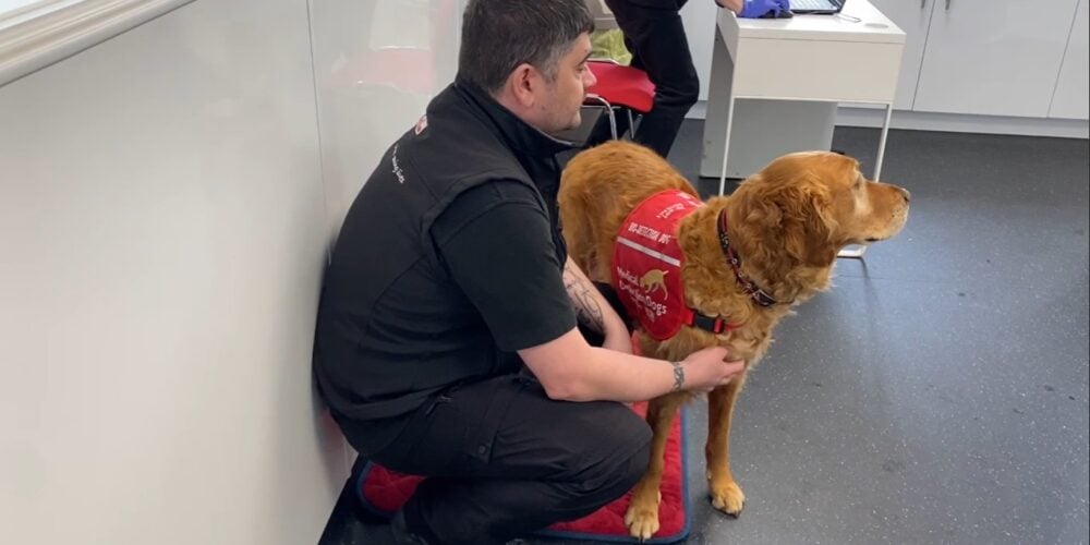 Un golden retriever nei laboratori di Medical Detection Dogs si appresta a fiutare dei campioni per la diagnosi precoce del morbo di Parkinson prima che compaiano i sintomi iniziali.