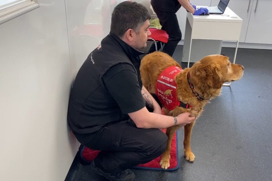 Un golden retriever nei laboratori di Medical Detection Dogs si appresta a fiutare dei campioni per la diagnosi precoce del morbo di Parkinson prima che compaiano i sintomi iniziali.