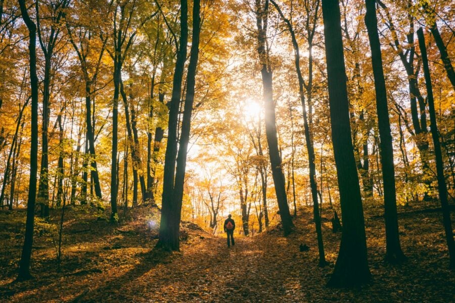 Una persona mentre passeggia nel bosco